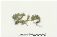 藏品(樹平苔)的圖片